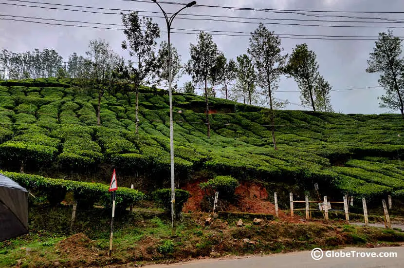 tea gardens in Munnar