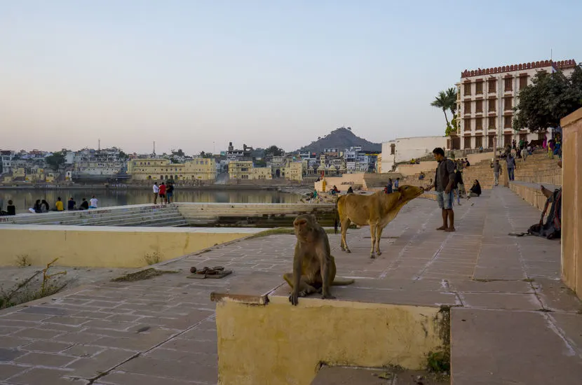 People watching by the lake in Pushkar, where a man feeds the local cows and monkey.