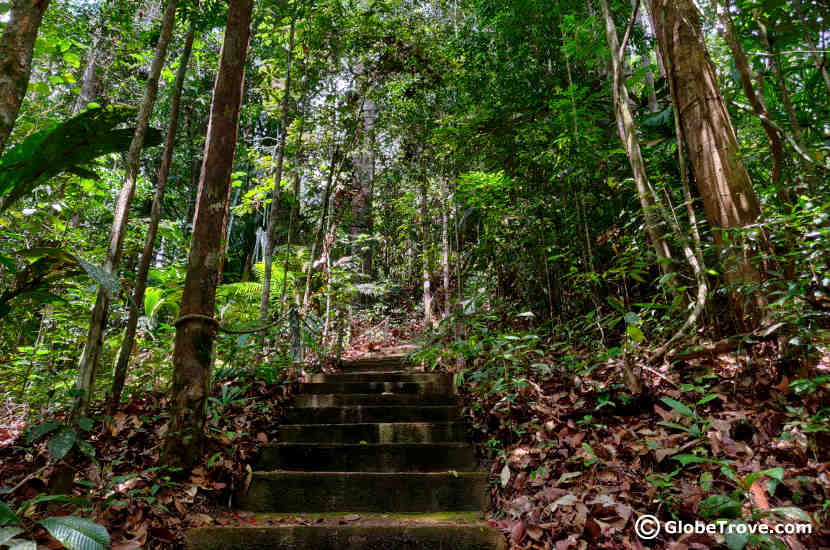 the longer trails in Lambir hills national park