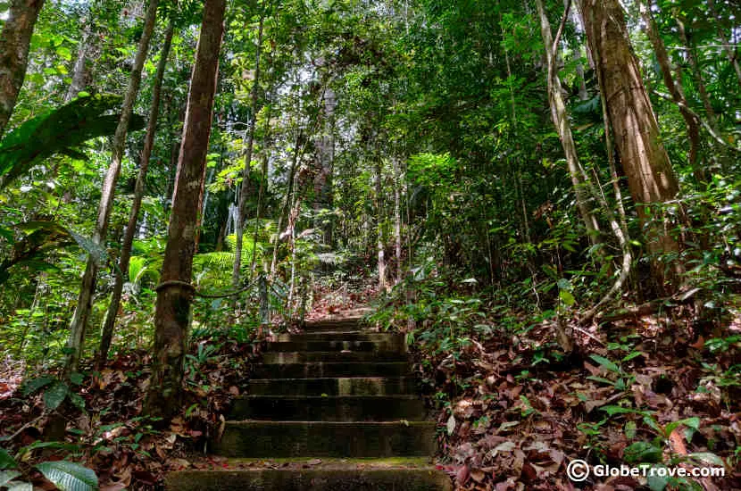 Lambir hills is one of the great day trips from Miri.