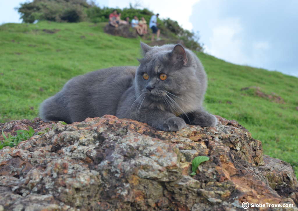 Road trip with a cat