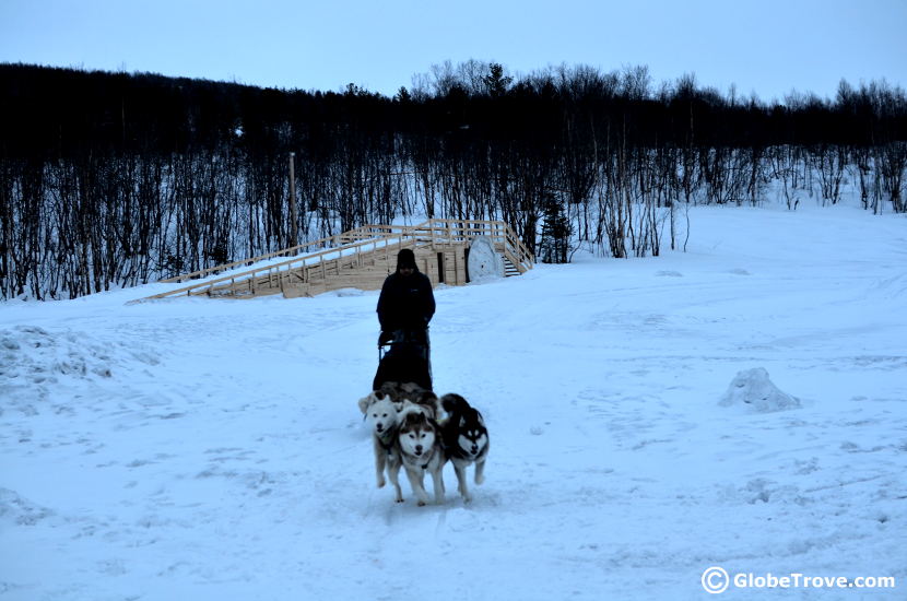 Huskies in Murmansk