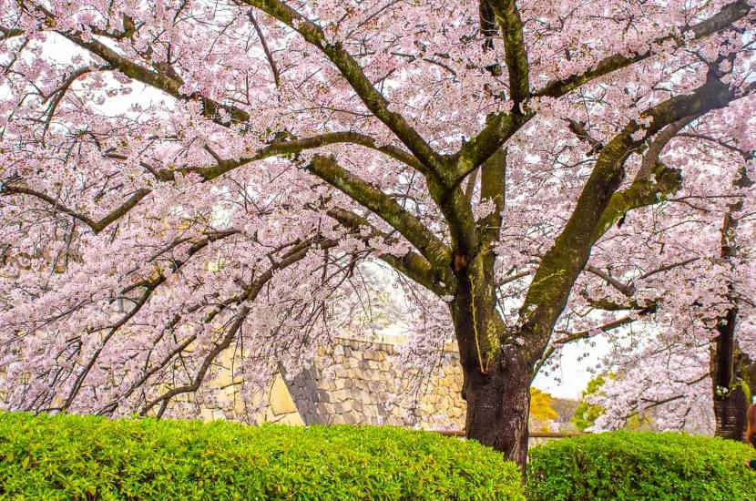 Osaka Castle cherry blossom 2