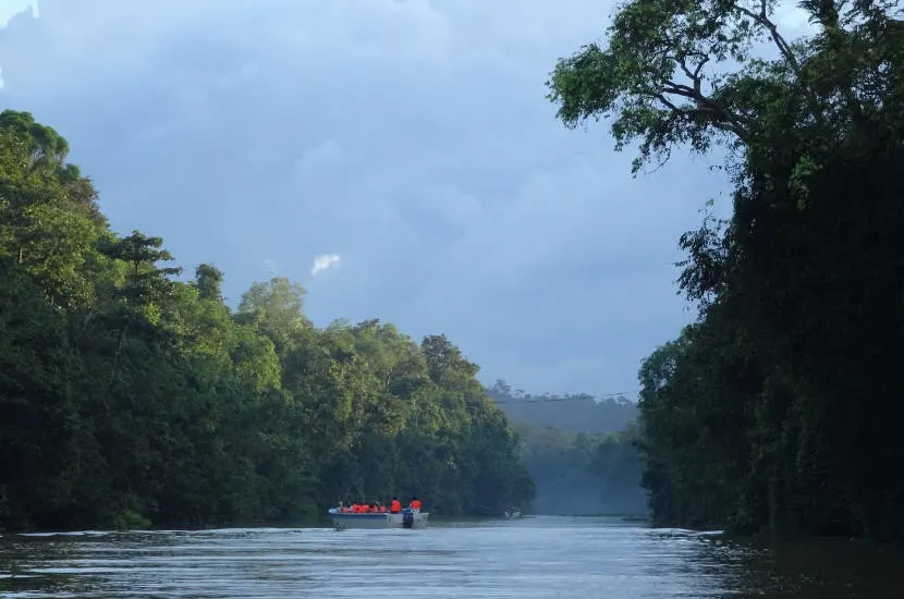 The Kinabantangan river is one of the most interesting places in Malaysia because of the wildlife in and around it.