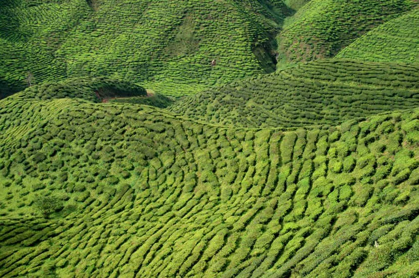 Cameron highlands is one of the interesting places in Malaysia.