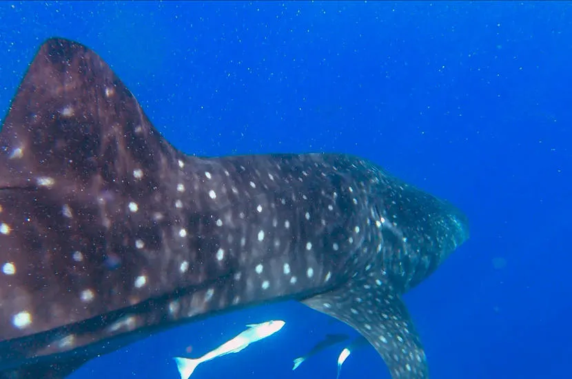 Whale sharks in Maldives