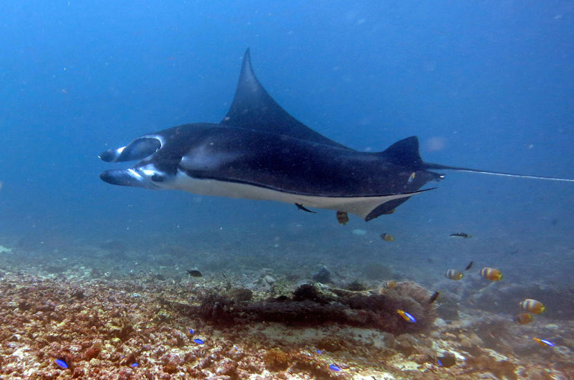 The Komodo islands are a great place to spend September in Asia.