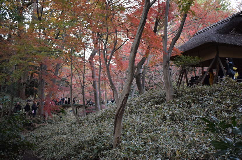 Tokyo is a simply amazing place to spend November in Asia.