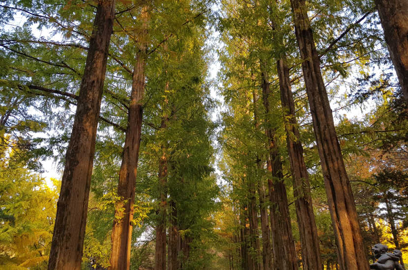 Ever considered spending your November in Asia on Nami island?