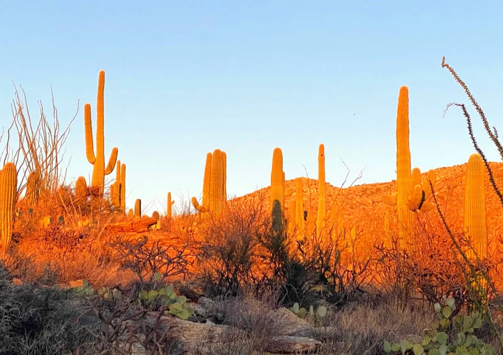 Tuscon has mild temperatures making it one of the top picks to spend February in the USA.