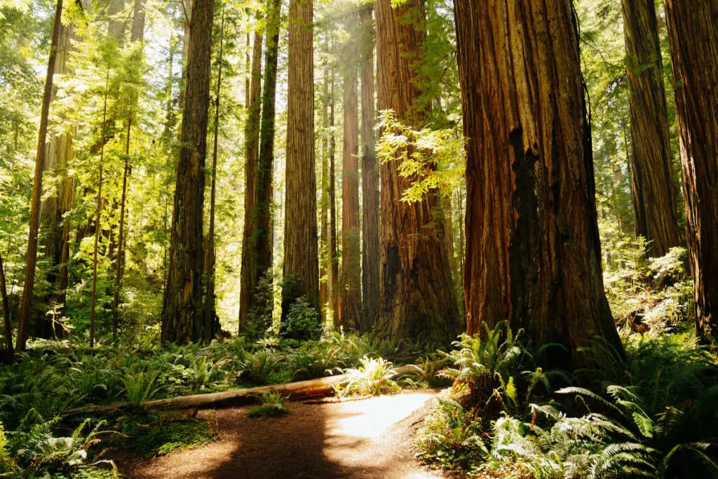 Redwood National Park is a popular place to spend May in the USA.