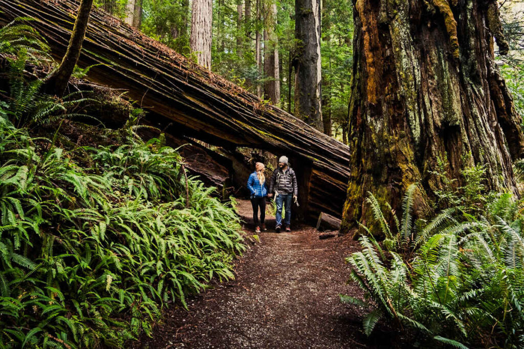 Redwood State and National Parks are one of the top spots to spend February in the USA.