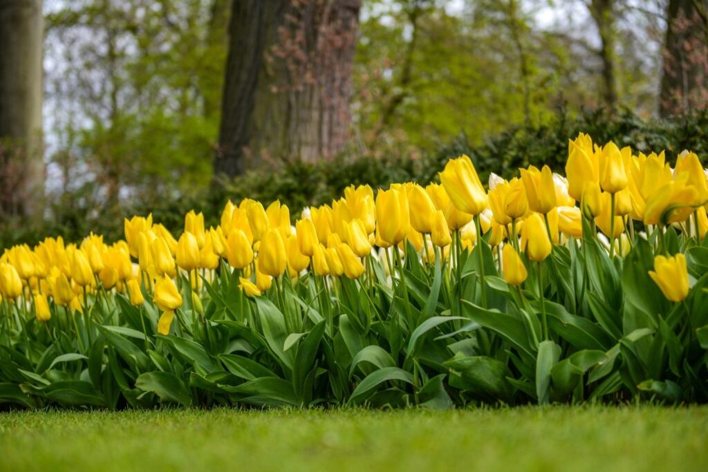 Amsterdam flowers