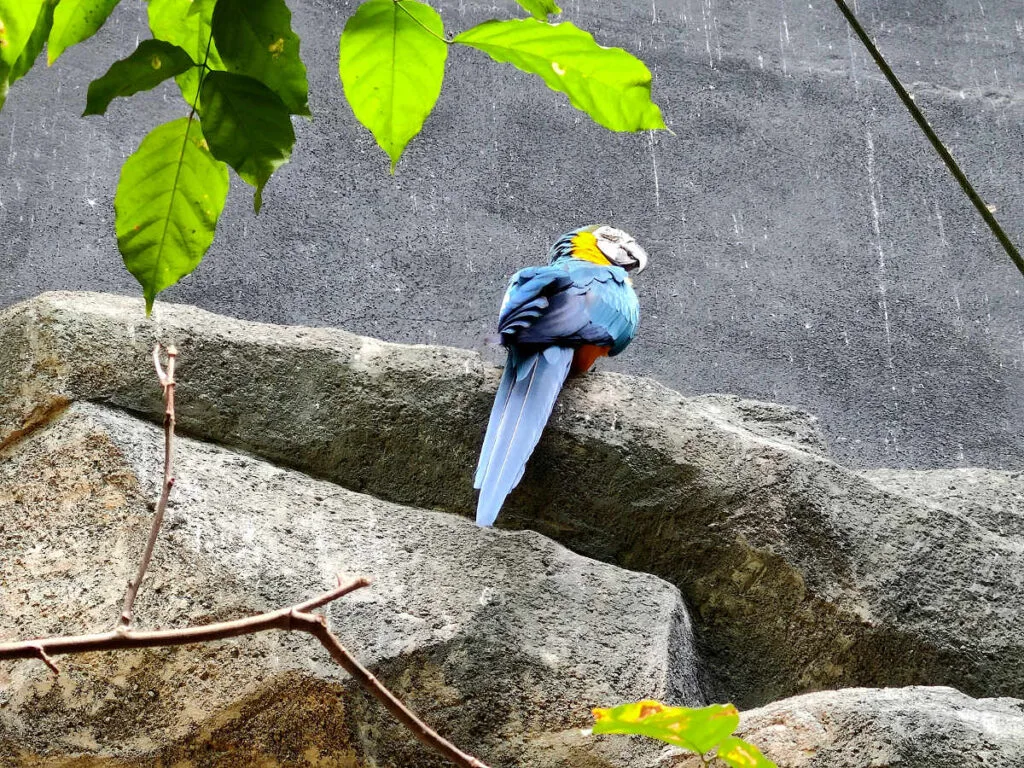 The gorgeous Macaw at Langkawi Underwater world.