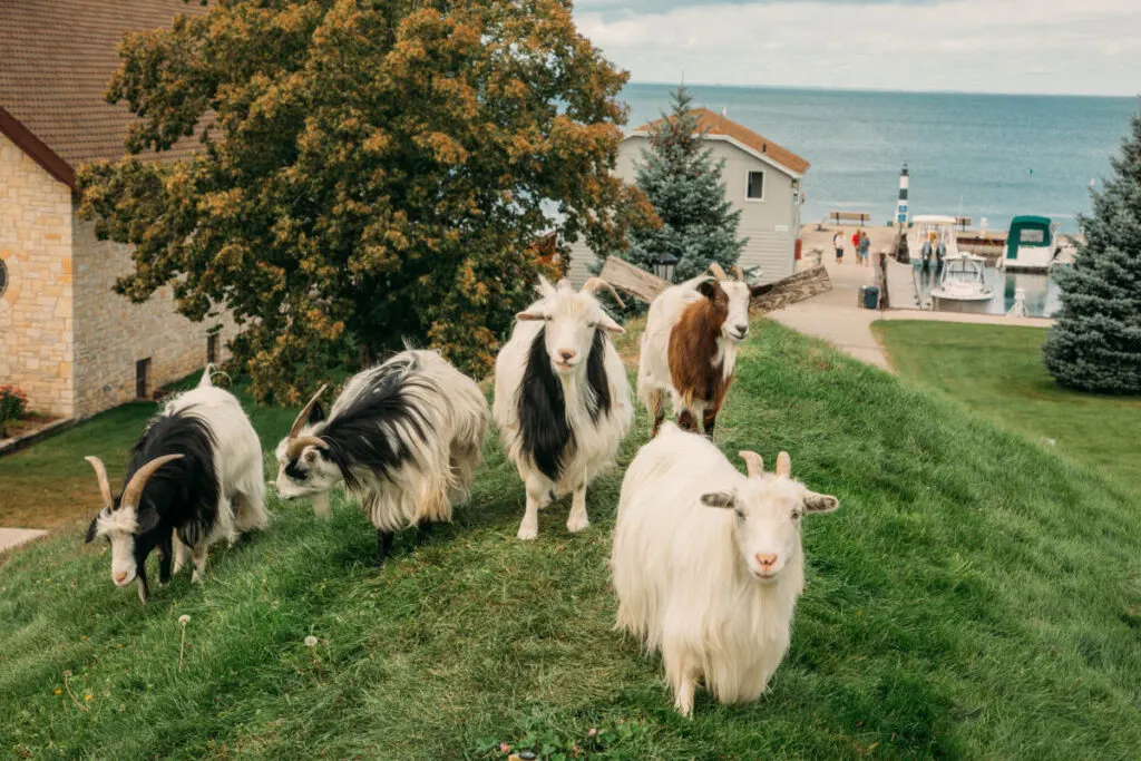 Door County is an interesting place to spend June in the USA.