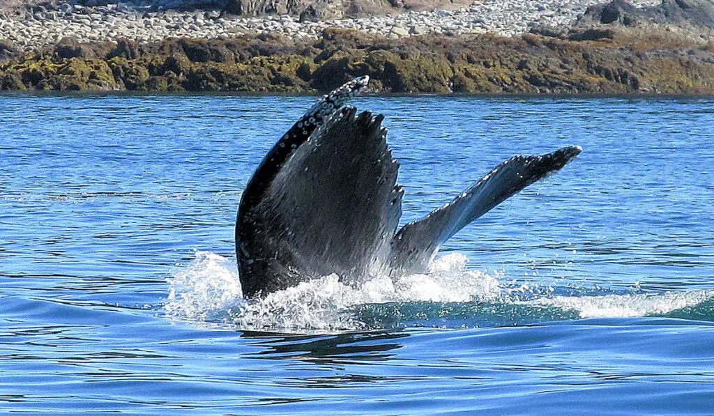 Humpback whale watching is one of the popular adventurous things to do in Alaska in summer.