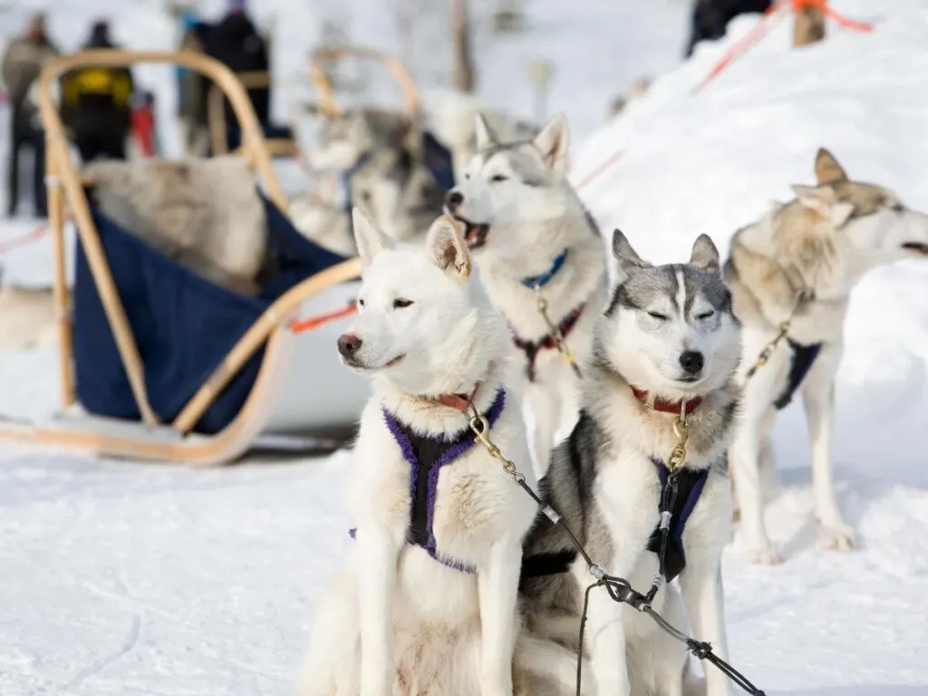 Dog sledding on a glacier is one of the adventurous things to do in Alaska in summer that you should try.