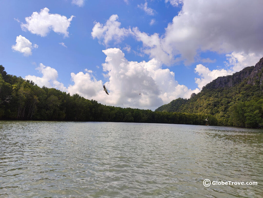 Eagle watching is one of the main activities on the Langkawi mangrove tours.