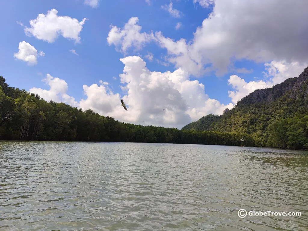 Eagle watching is one of the main activities on the Langkawi mangrove tours.