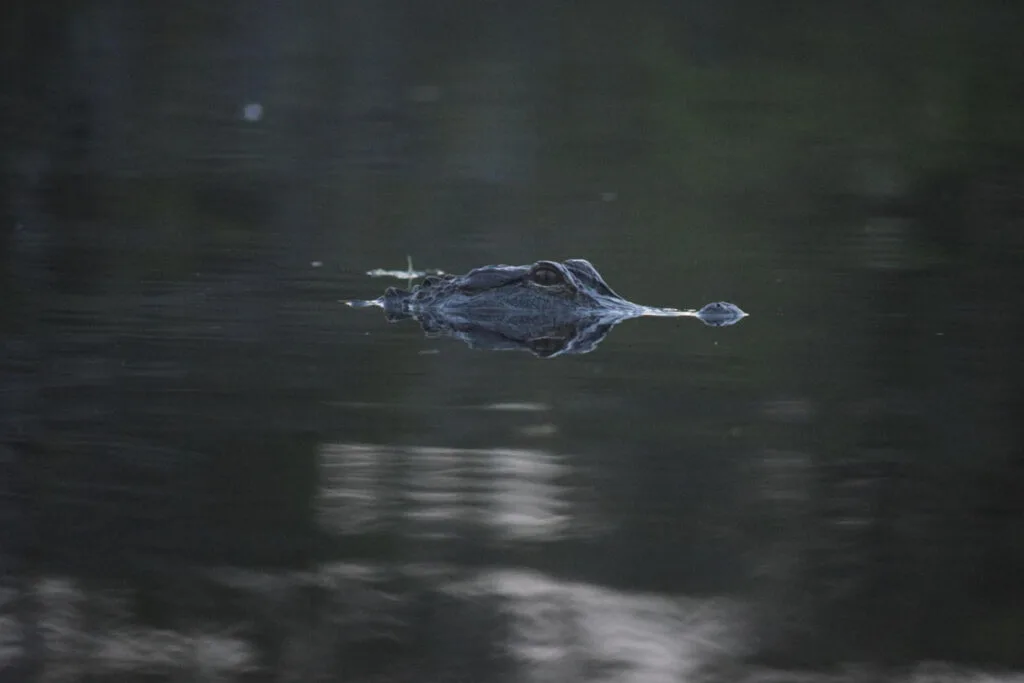 The Everglades National Park is an intriguing place to spend November in the USA.