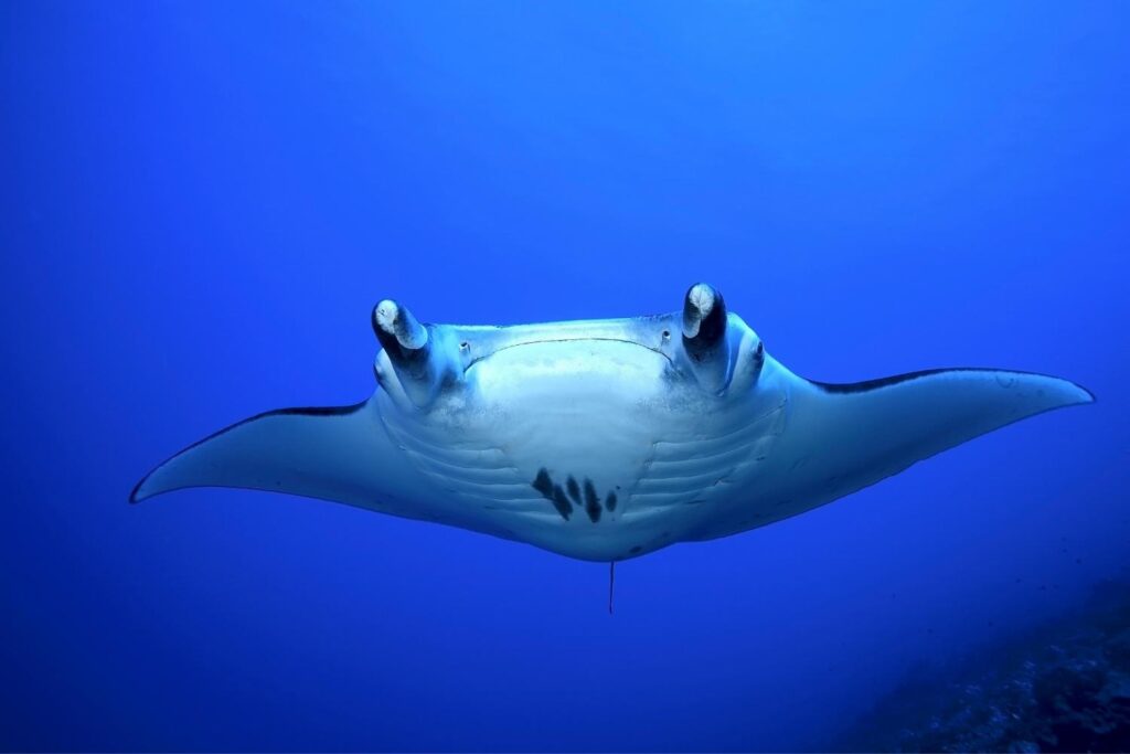 Snorkeling with the Manta Rays ranks very high on most people's things to do on Big Island, Hawaii.