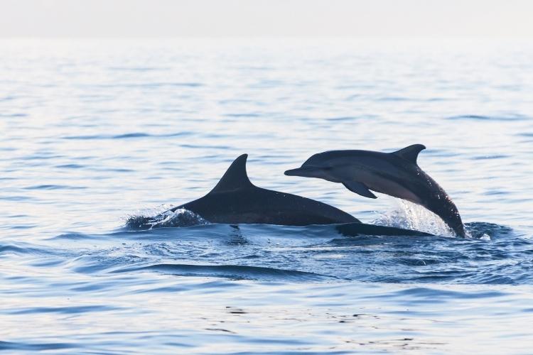 Swim with the dolphins on Big Island