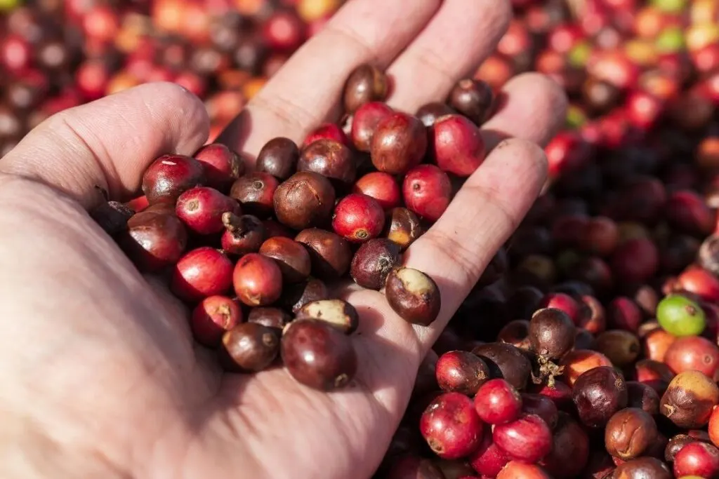 Are you a coffee lover? Visiting a coffee farm is one of the popular things to do on Big Island, Hawaii.