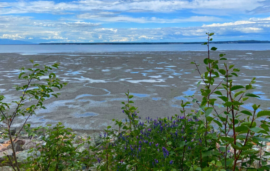 If you love the trails then head to the Tony Knowles Coastal trail which is one of the best things to do in Anchorage, Alaska.