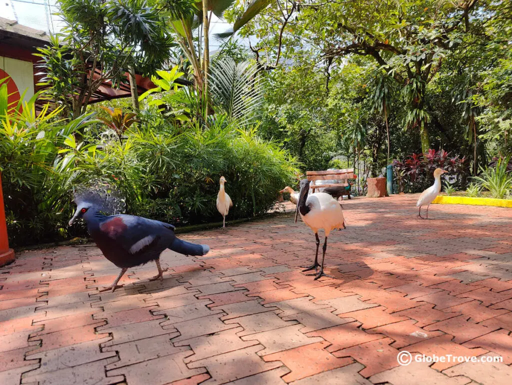 KL Bird park is an awesome spot to visit during your 2 days in Kuala Lumpur especially if you have kids.