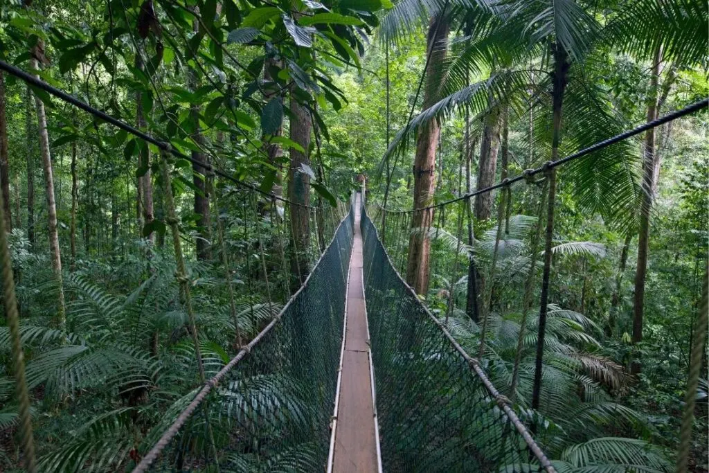 A short visit to Taman Negara national park can be squeezed into your 2 days in Kuala Lumpur.