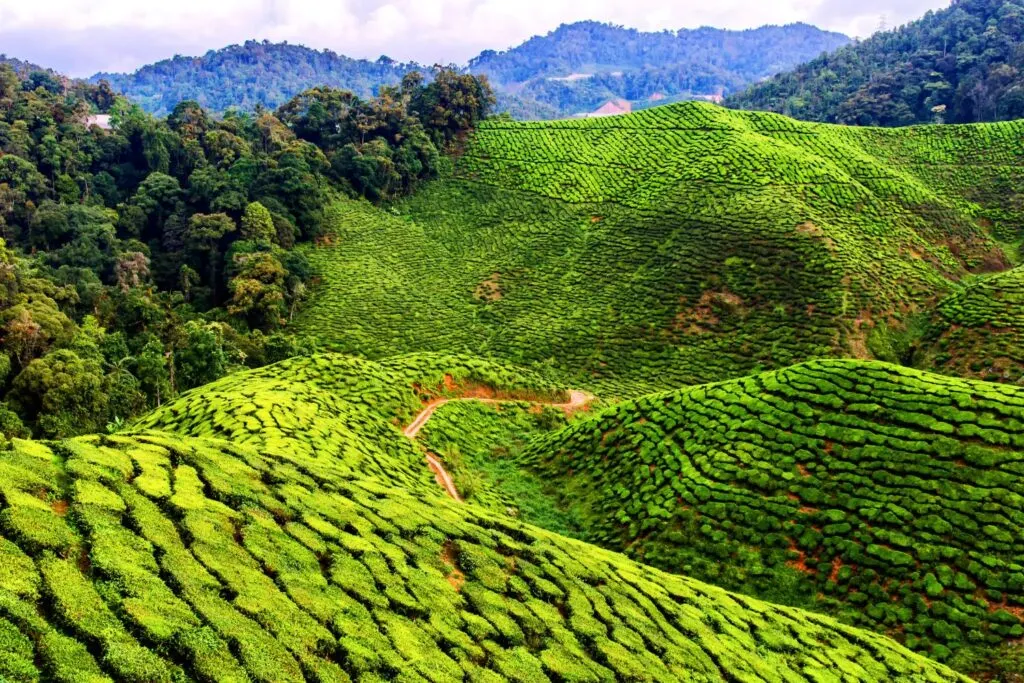 If you are a tea lover then you should definitely look into getting Cameron Highland tea as one of your Malaysian souvenirs.