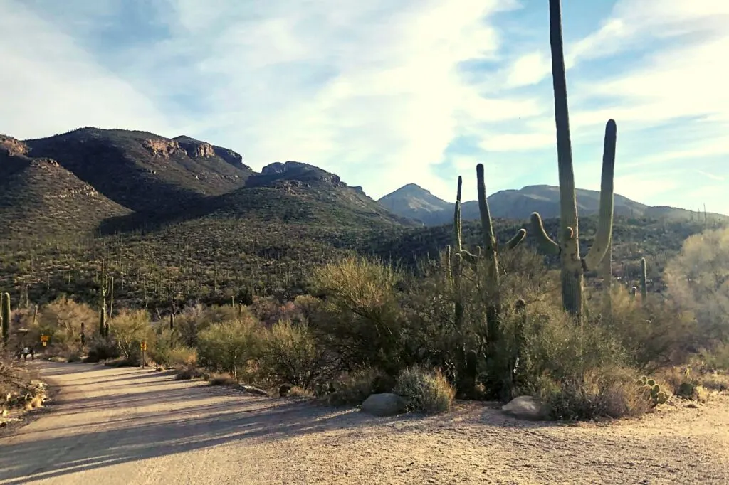 Coronado National Forest is one of the interesting day trips from Tuscon.