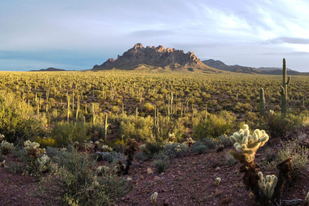 Another one of the epic day trips from Tuscon that you should head out on is the Ironwood Forest National Monument.