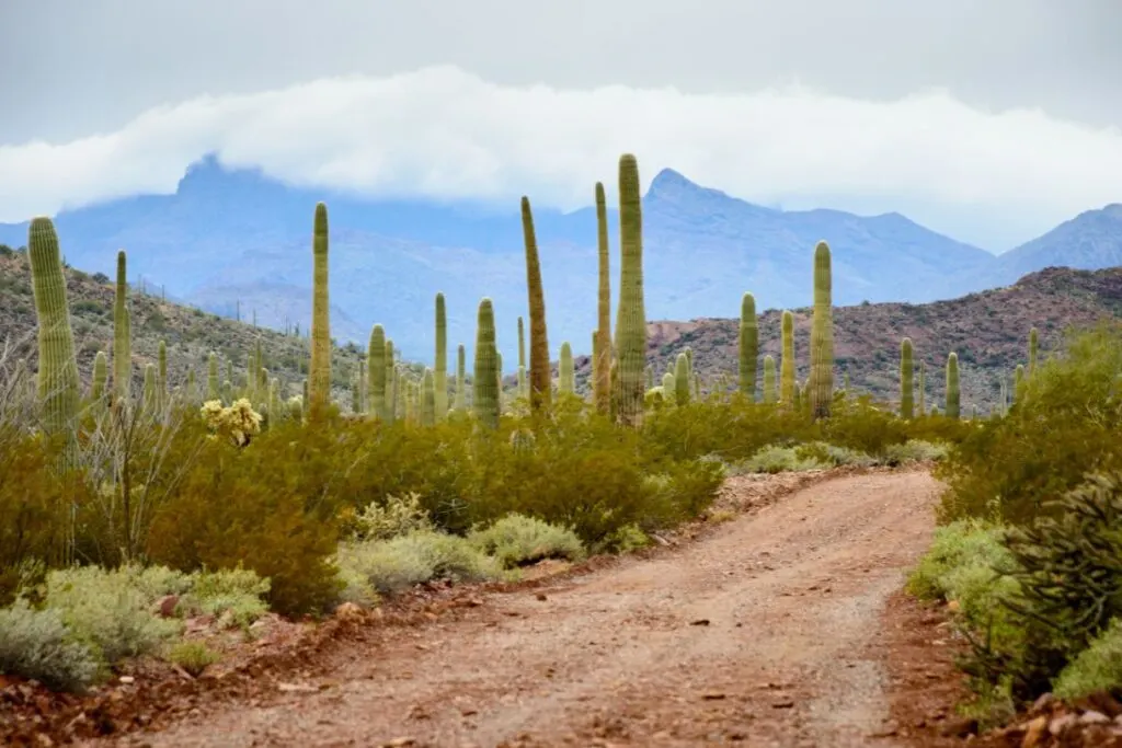 You have to admit that Organ Pipe Cactus National Monument is one of the interesting day trips from Tuscon!