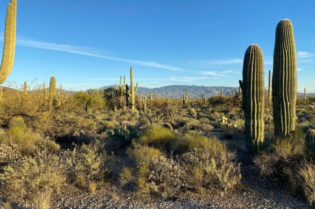 For a wildlife lover, Sabino Canyon Recreation Area is one of the best day trips from Tuscon.