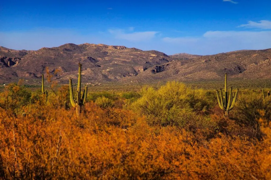 One of the best day trips from Tuscon is Saguaro National Park!