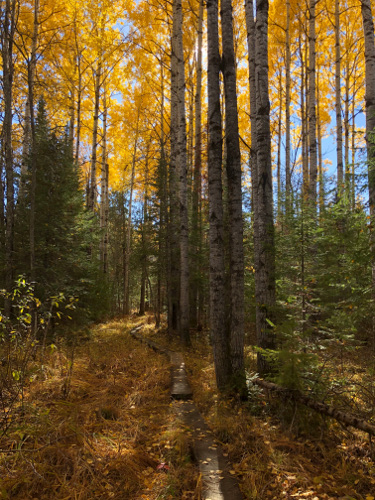 Hiking the numerous trails is one of the epic things to do in Voyageurs National Park.