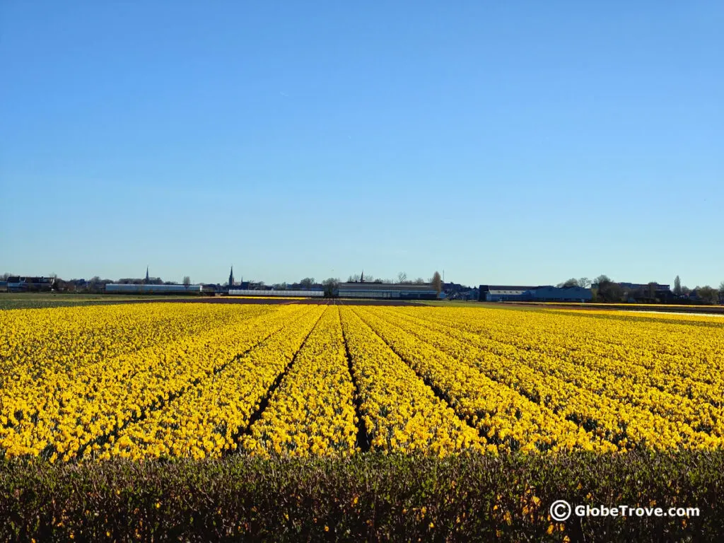 Amsterdam to Keukenhof gardens