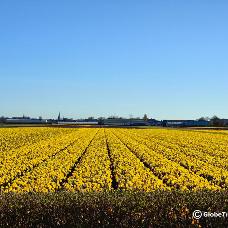 Amsterdam to Keukenhof gardens