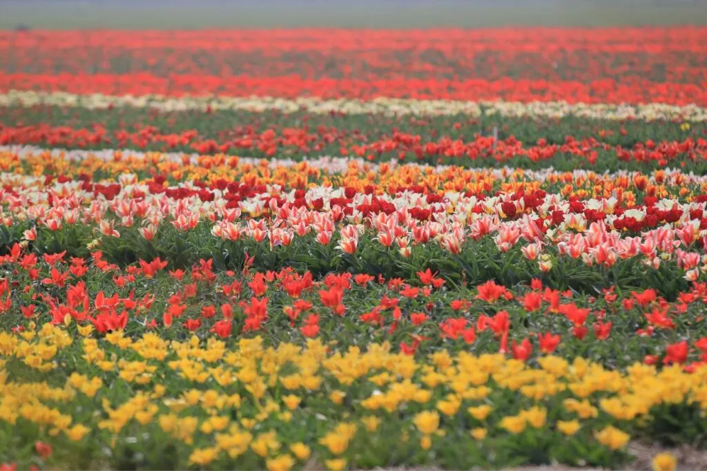 Keukenhof gardens