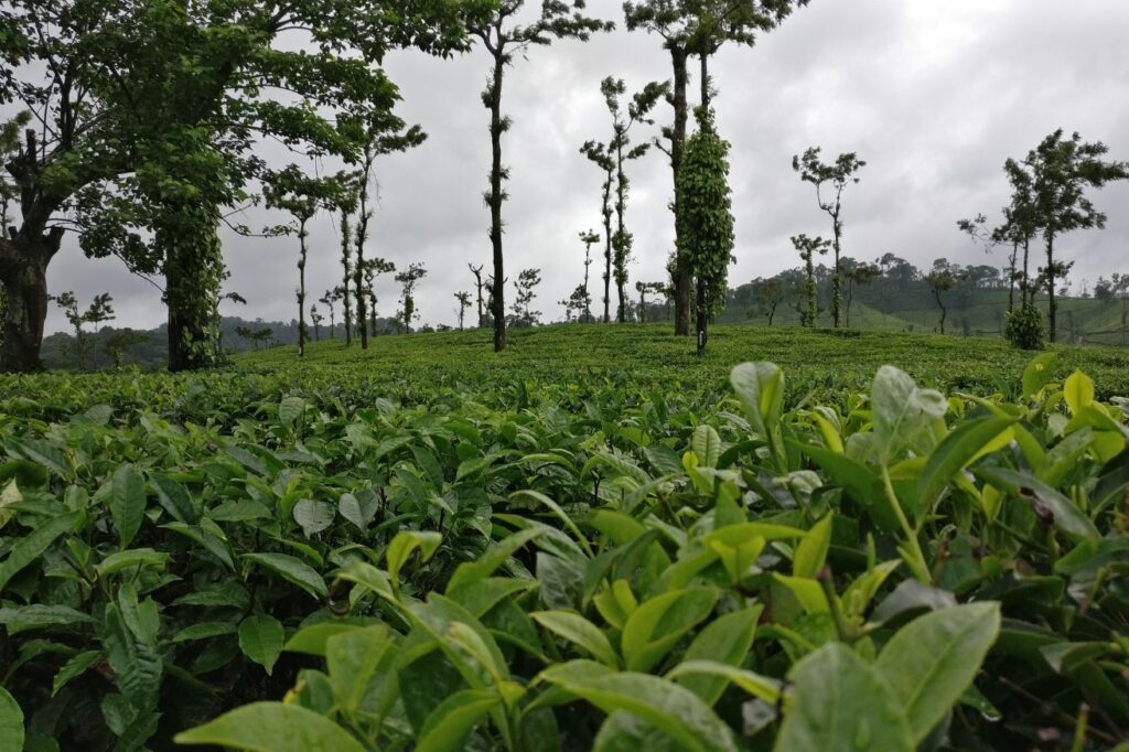The coffee and pepper plantations of Coorg are really fascinating.
