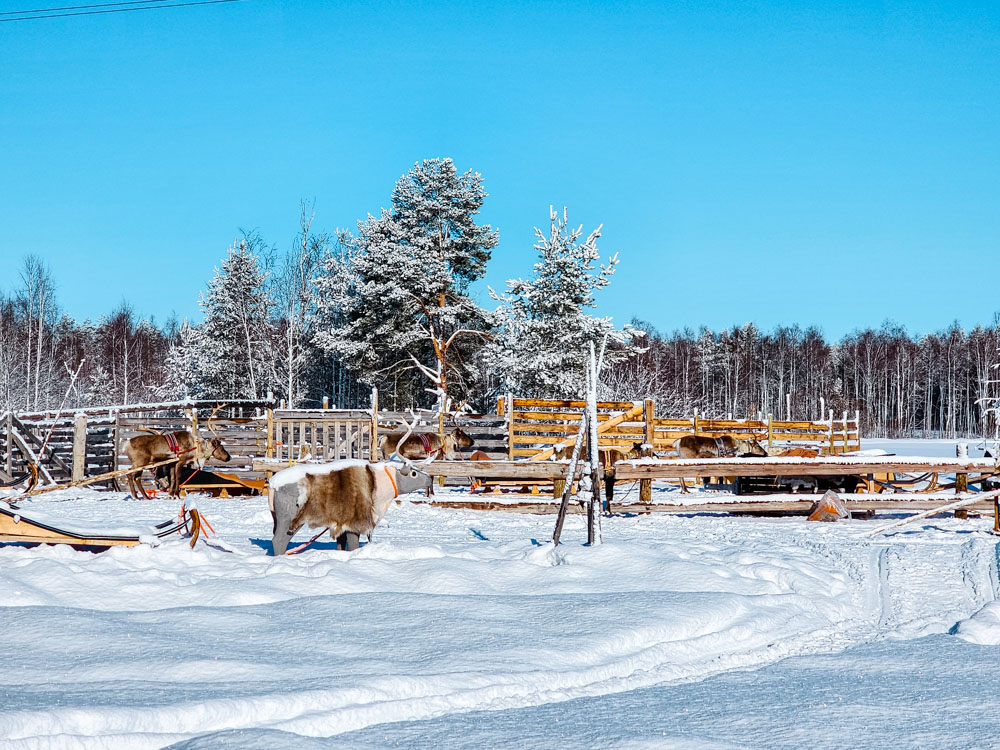 Rovaniemi in Finland is a lovely cold destination to speak December in Europe.