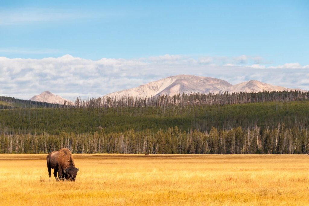 Yellowstone National park is one of the best west coast road trips that you could ever consider!