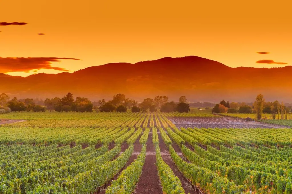 Napa valley is one of the best known wine regions in California