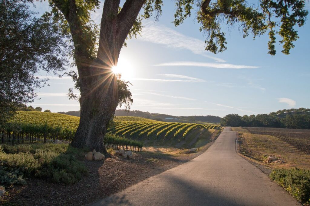 Paso Robles maybe a city but it also has some of the best wine regions in California.