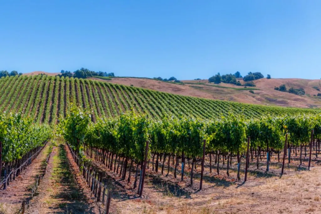 The sprawling vineyards of Sonoma county are another popular wine region of California.