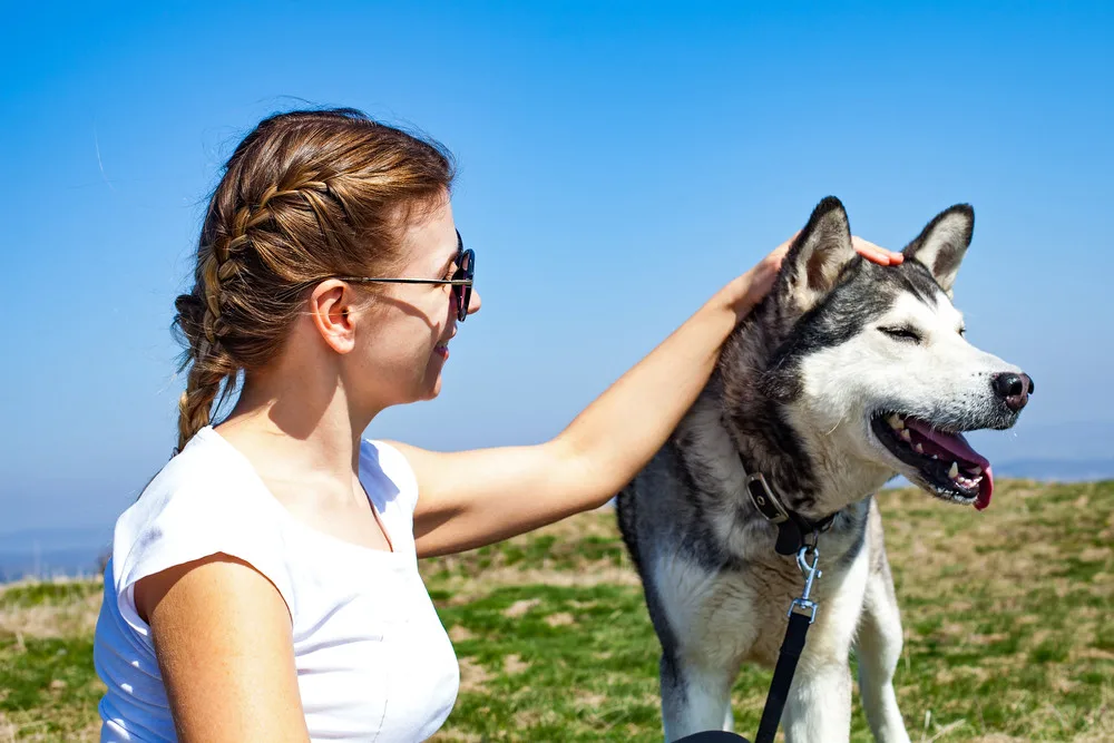 Young woman cuddling on the grass with her lovely husky dog, outdoor on springtime. Definitely on of the summer activities in Tromso you should not miss.