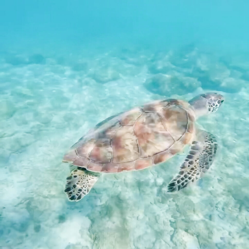 The crystal clear waters of the beach Daaibooi is a great place to be if you are looking for things to do in Curacao with kids.