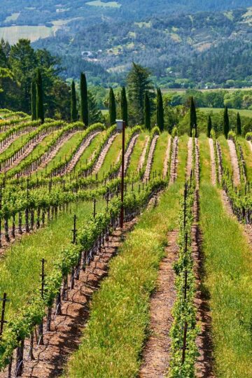 Wine Regions In California - 28 Amazing Vineyards And Wineries 7 The rolling green vineyards in one of the popular wine regions in California