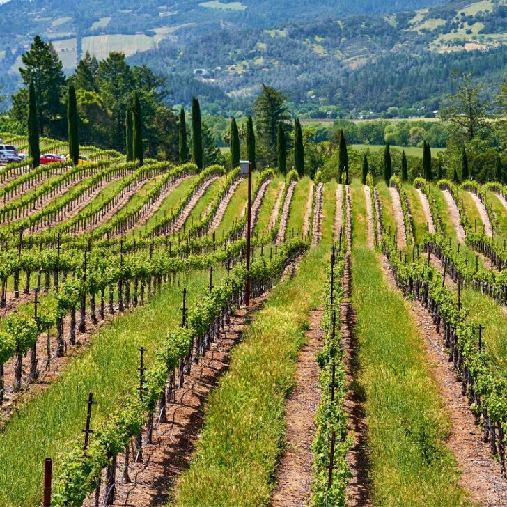 The rolling green vineyards in one of the popular wine regions in California